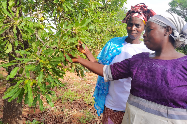 Le beurre de karité équitable: un moteur de développement pour les femmes productrices