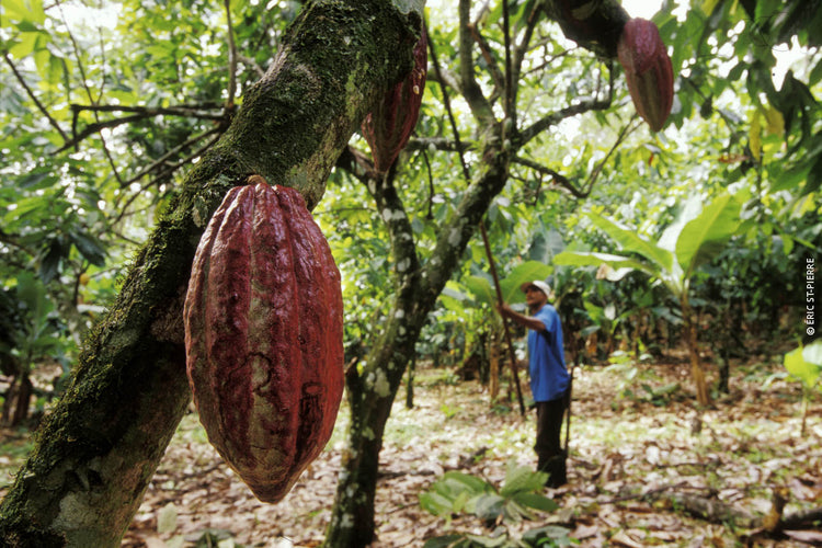 Choisir la biodiversité quand on choisit son chocolat!