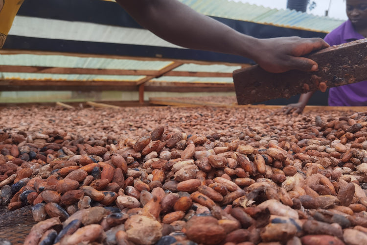 Fèves de cacao